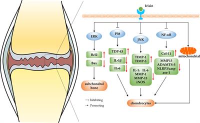 Role of irisin in bone diseases